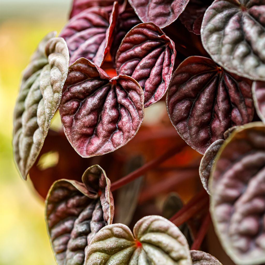 Peperomia caperata Quito - Zwergpfeffer