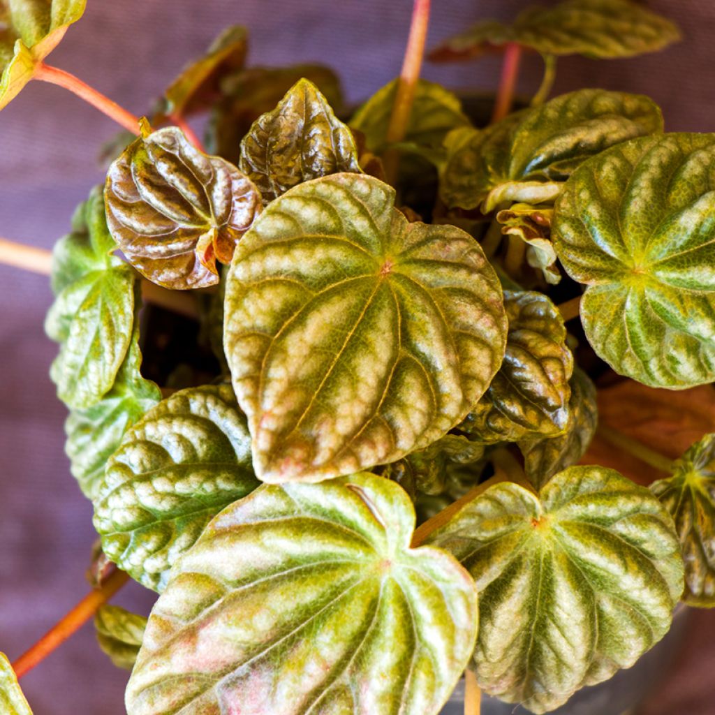Peperomia caperata Quito - Zwergpfeffer
