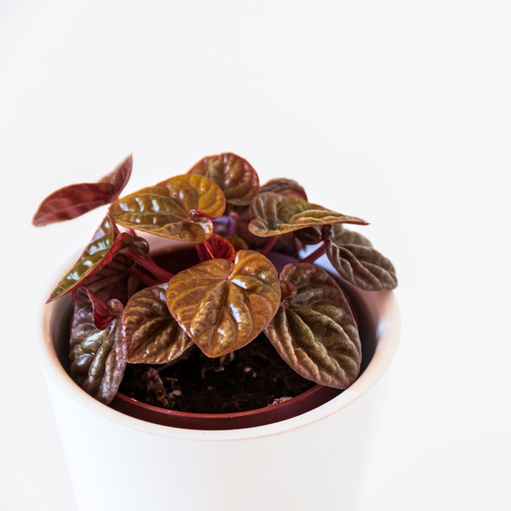 Peperomia caperata Quito - Zwergpfeffer