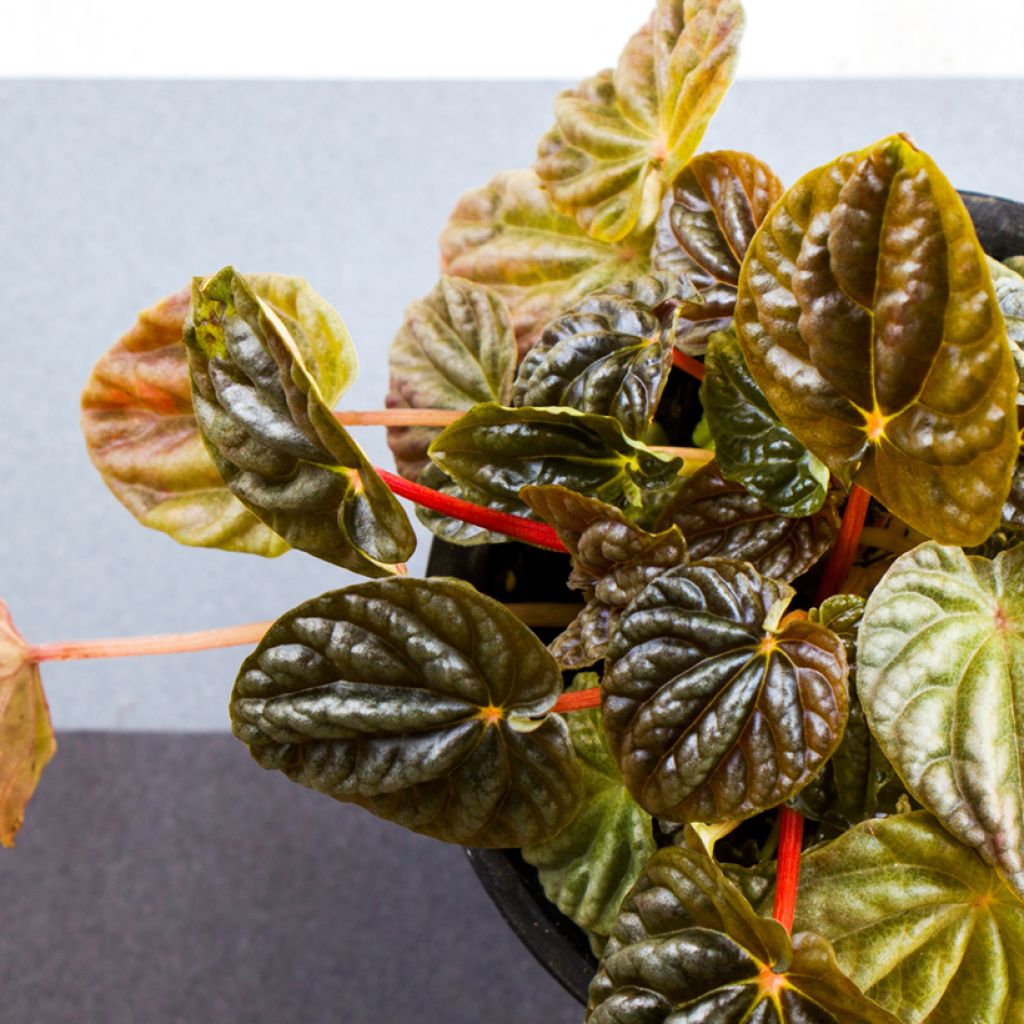 Peperomia caperata Quito - Zwergpfeffer