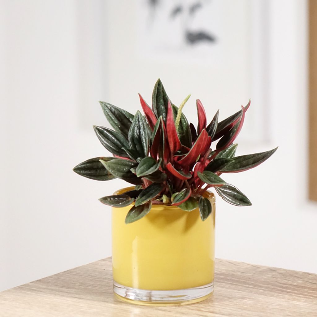 Peperomia caperata Rosso - Zwergpfeffer