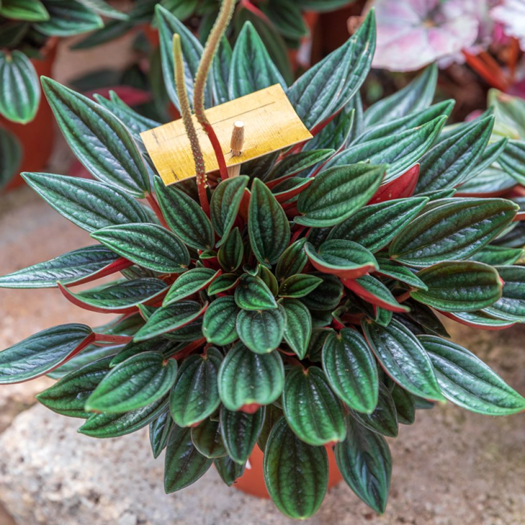 Peperomia caperata Rosso - Zwergpfeffer