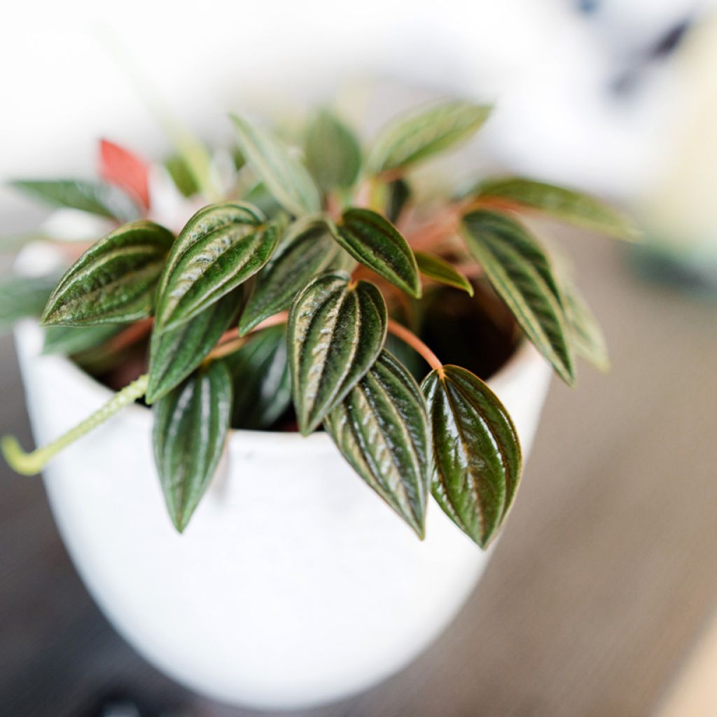 Peperomia caperata Rosso - Zwergpfeffer