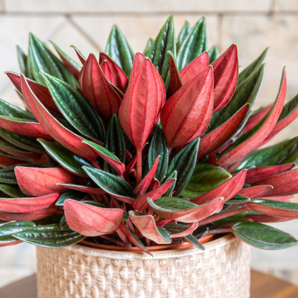 Peperomia caperata Rosso - Zwergpfeffer