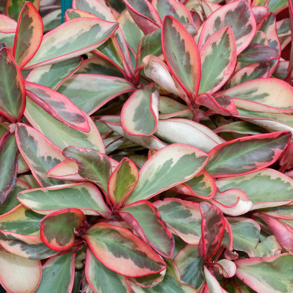 Peperomia clusiifolia Red Margin - Zwergpfeffer