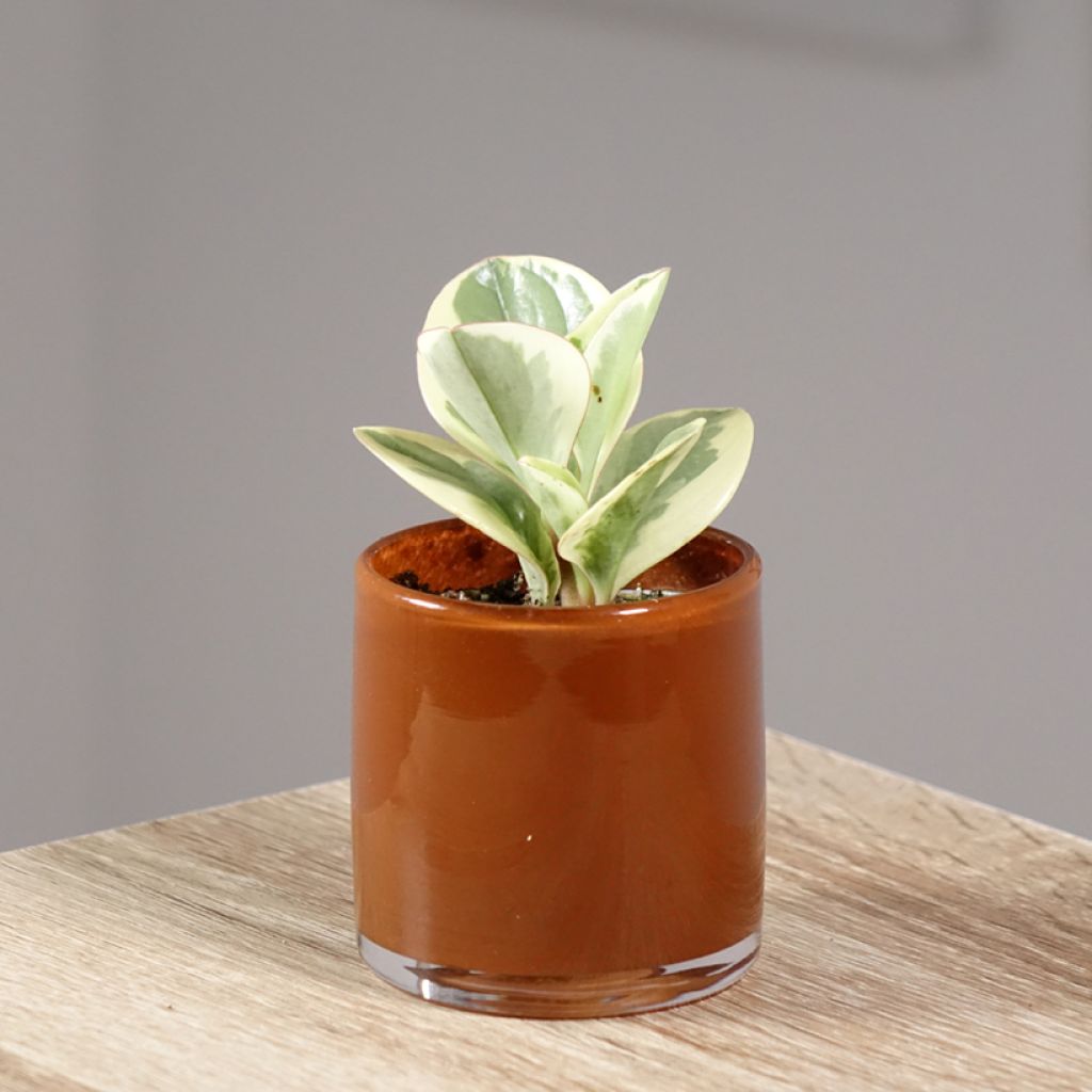Peperomia obtusifolia Bicolor - Zwergpfeffer