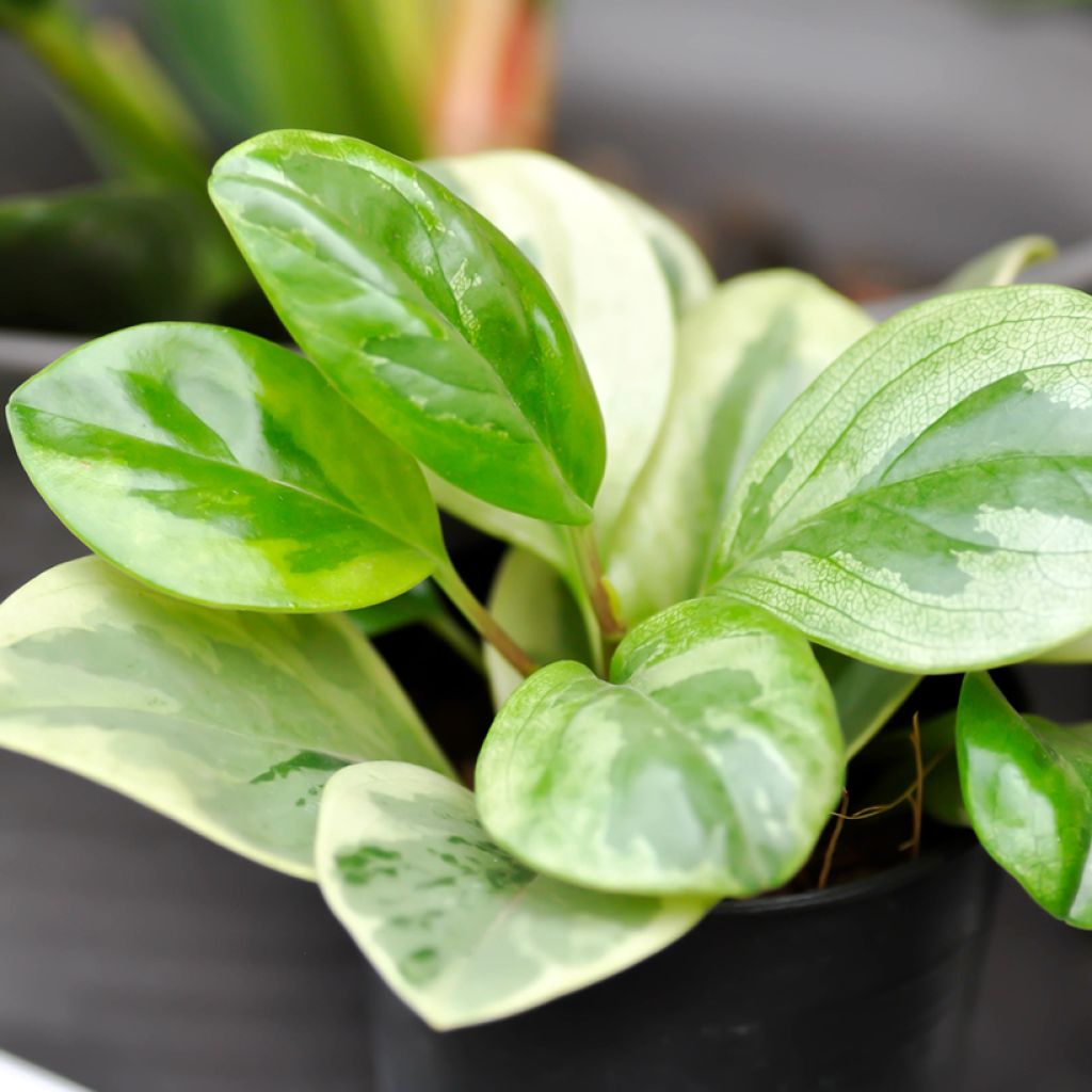 Peperomia obtusifolia Bicolor - Zwergpfeffer