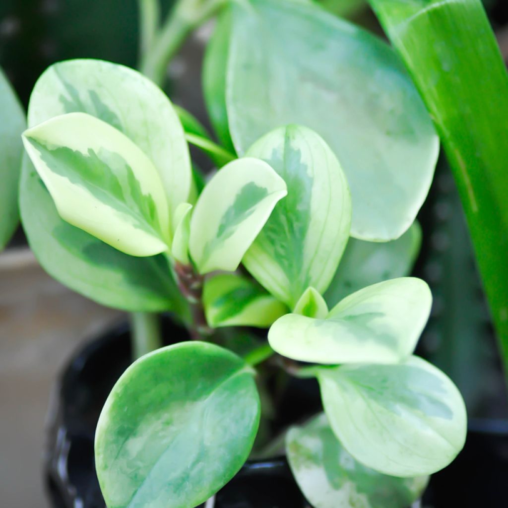 Peperomia obtusifolia Bicolor - Zwergpfeffer