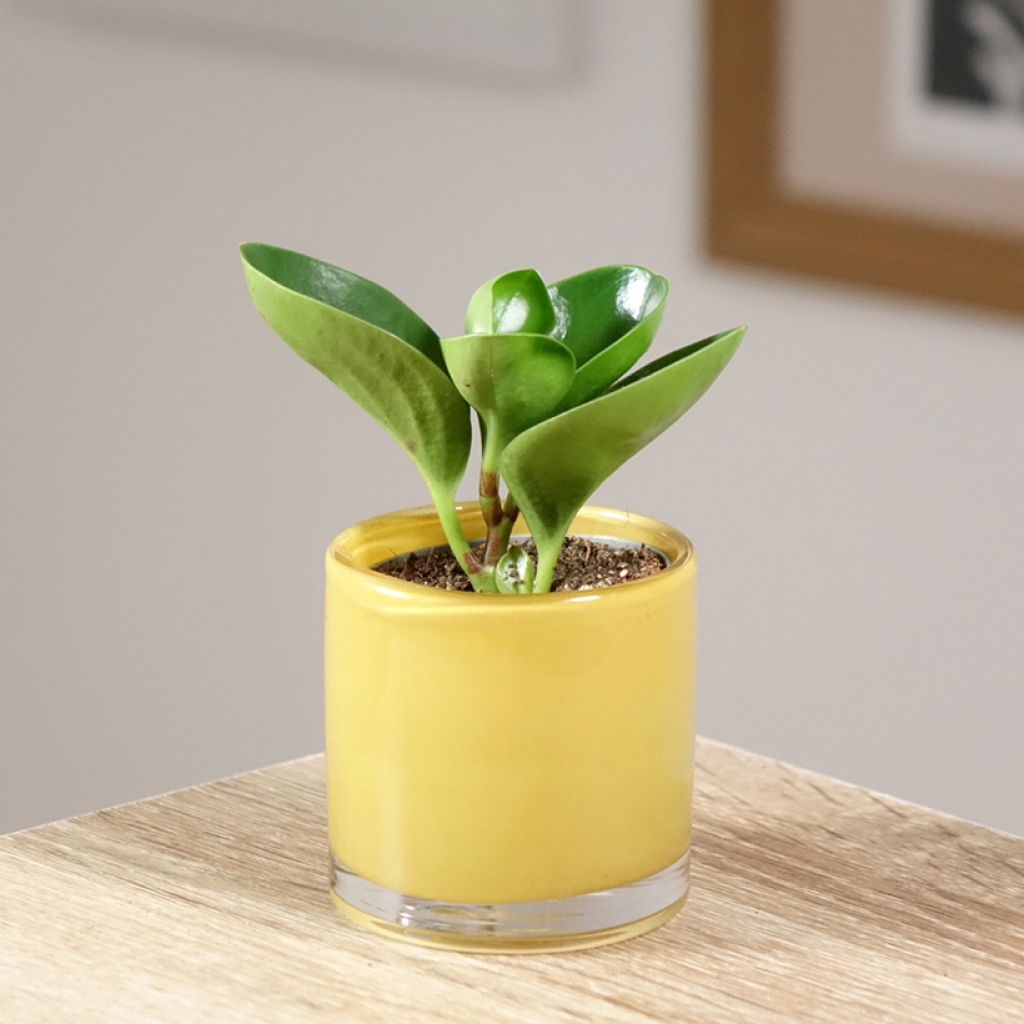 Peperomia obtusifolia Green - Zwergpfeffer