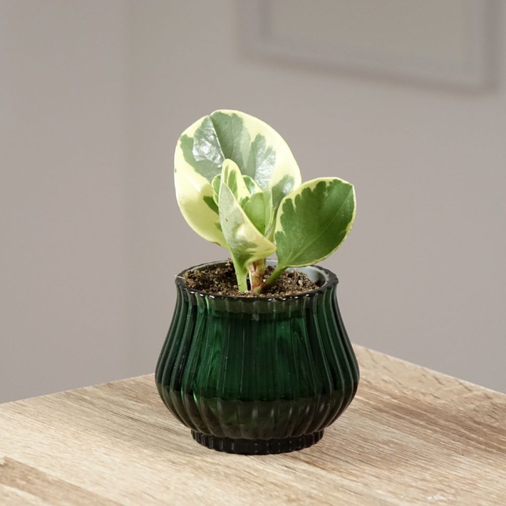 Peperomia obtusifolia USA - Zwergpfeffer