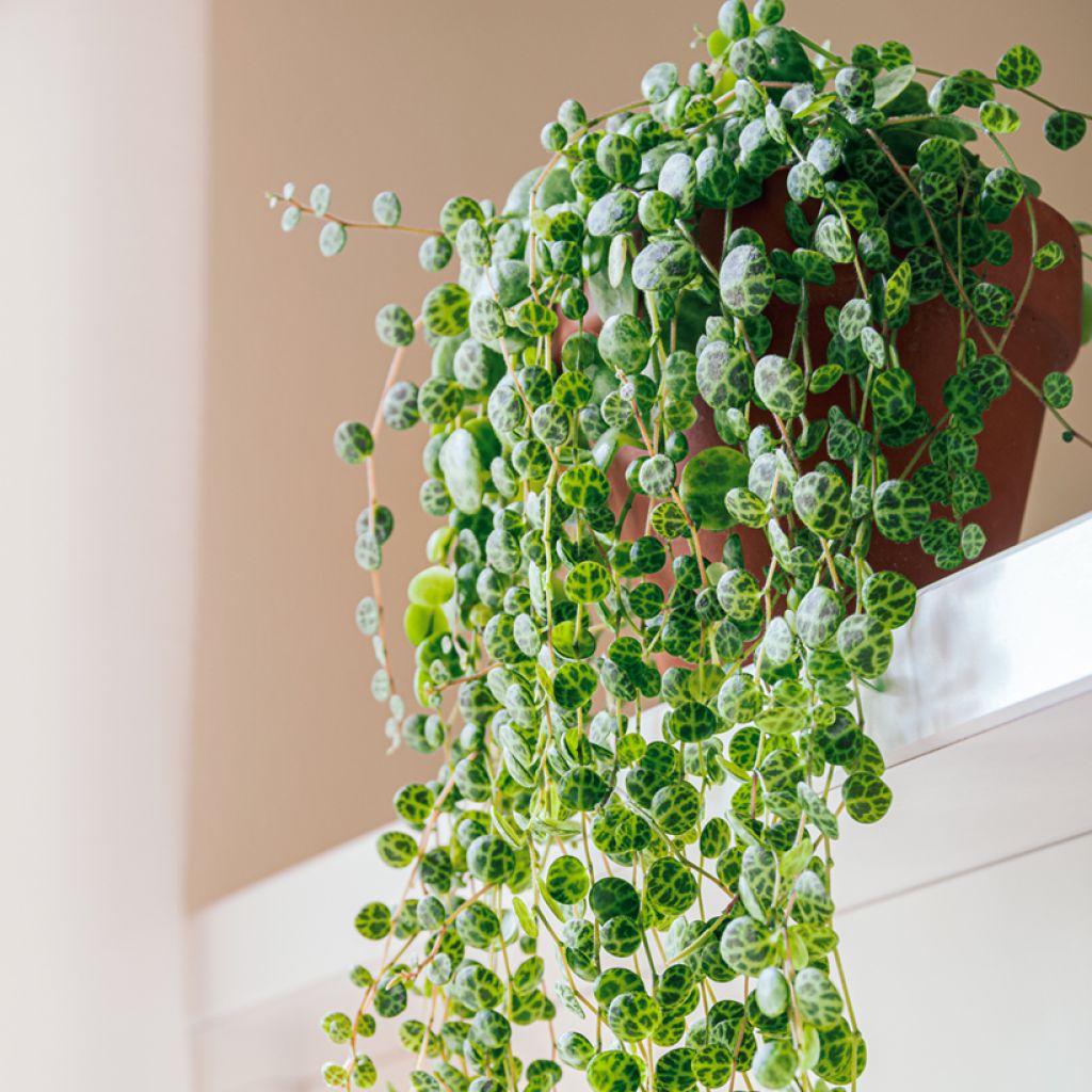 Peperomia prostrata - Zwergpfeffer