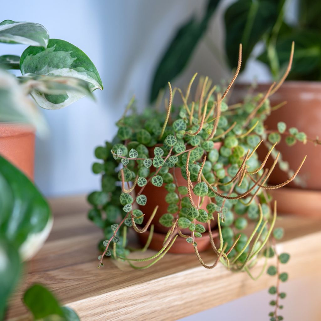 Peperomia prostrata - Zwergpfeffer