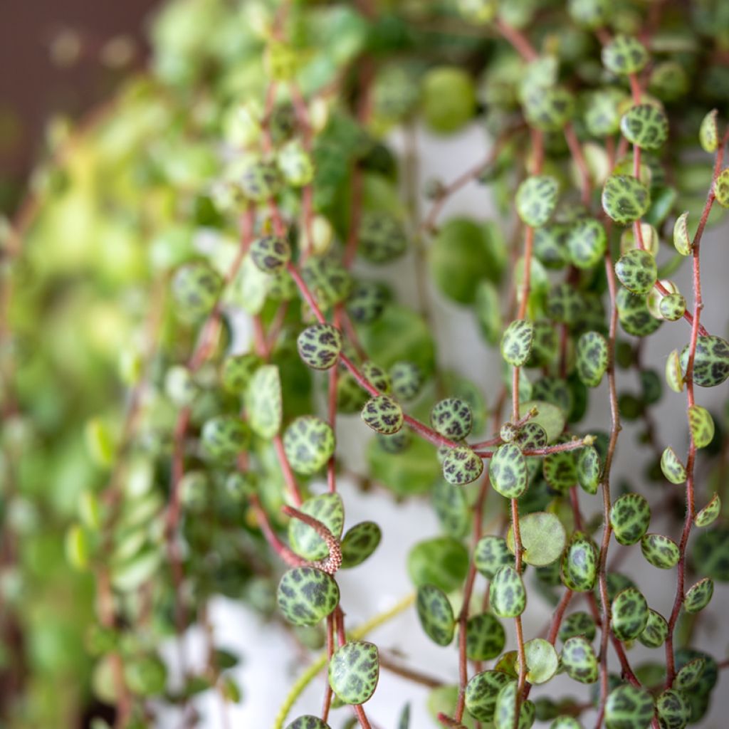 Peperomia prostrata - Zwergpfeffer