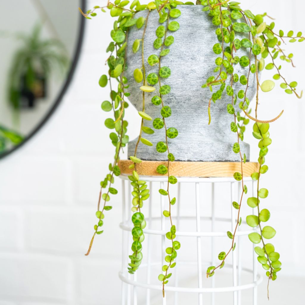 Peperomia prostrata - Zwergpfeffer