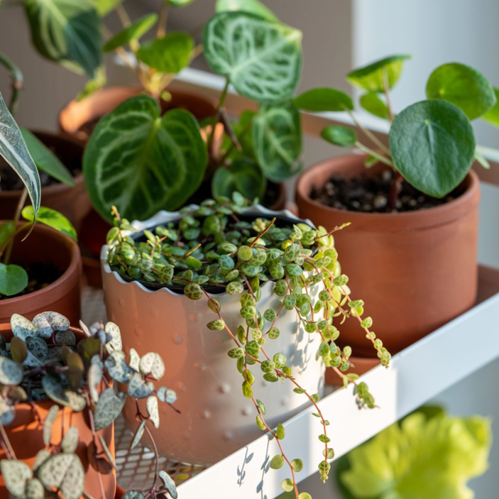 Peperomia prostrata - Zwergpfeffer