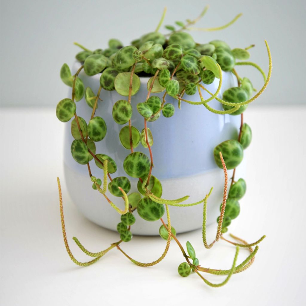 Peperomia prostrata - Zwergpfeffer