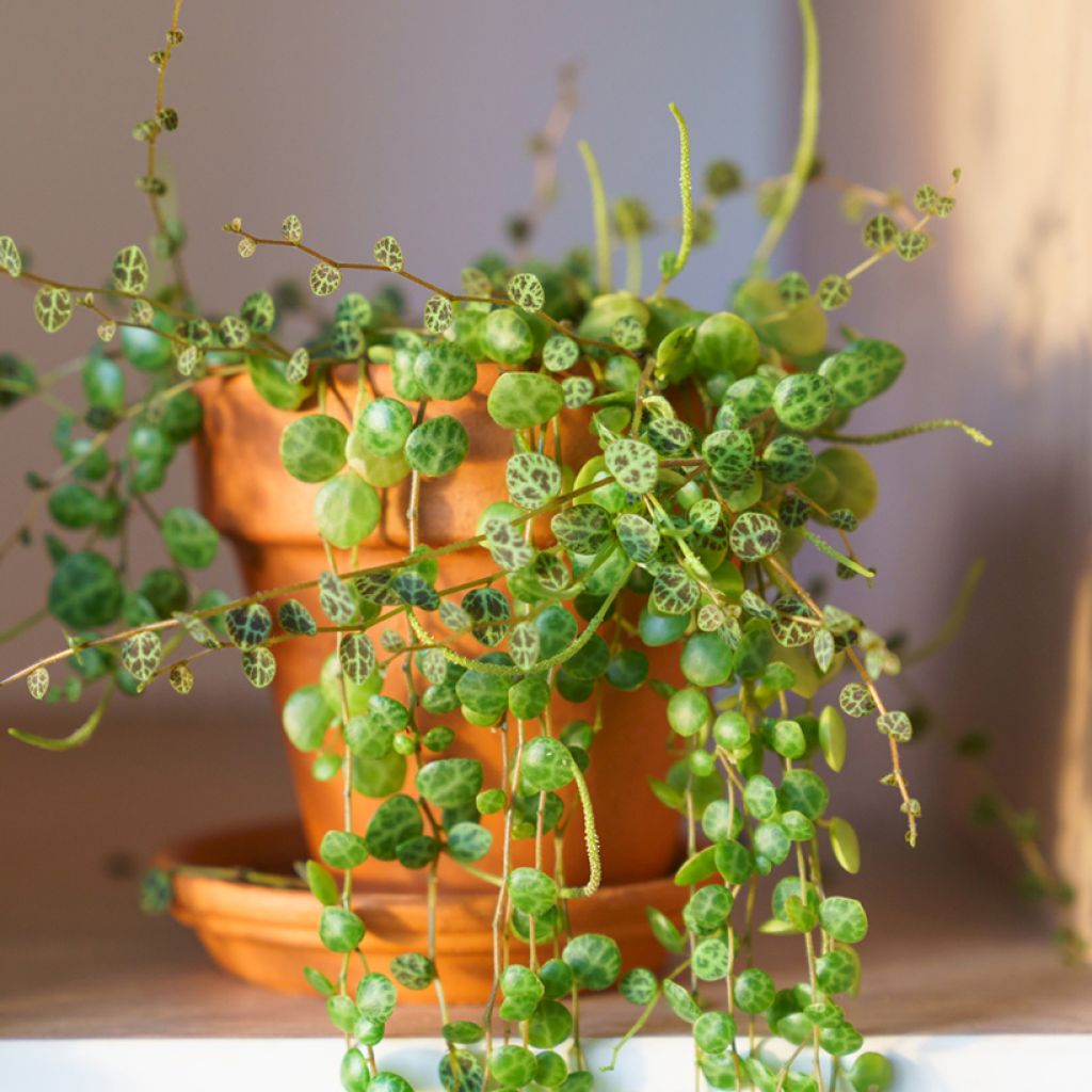 Peperomia prostrata - Zwergpfeffer