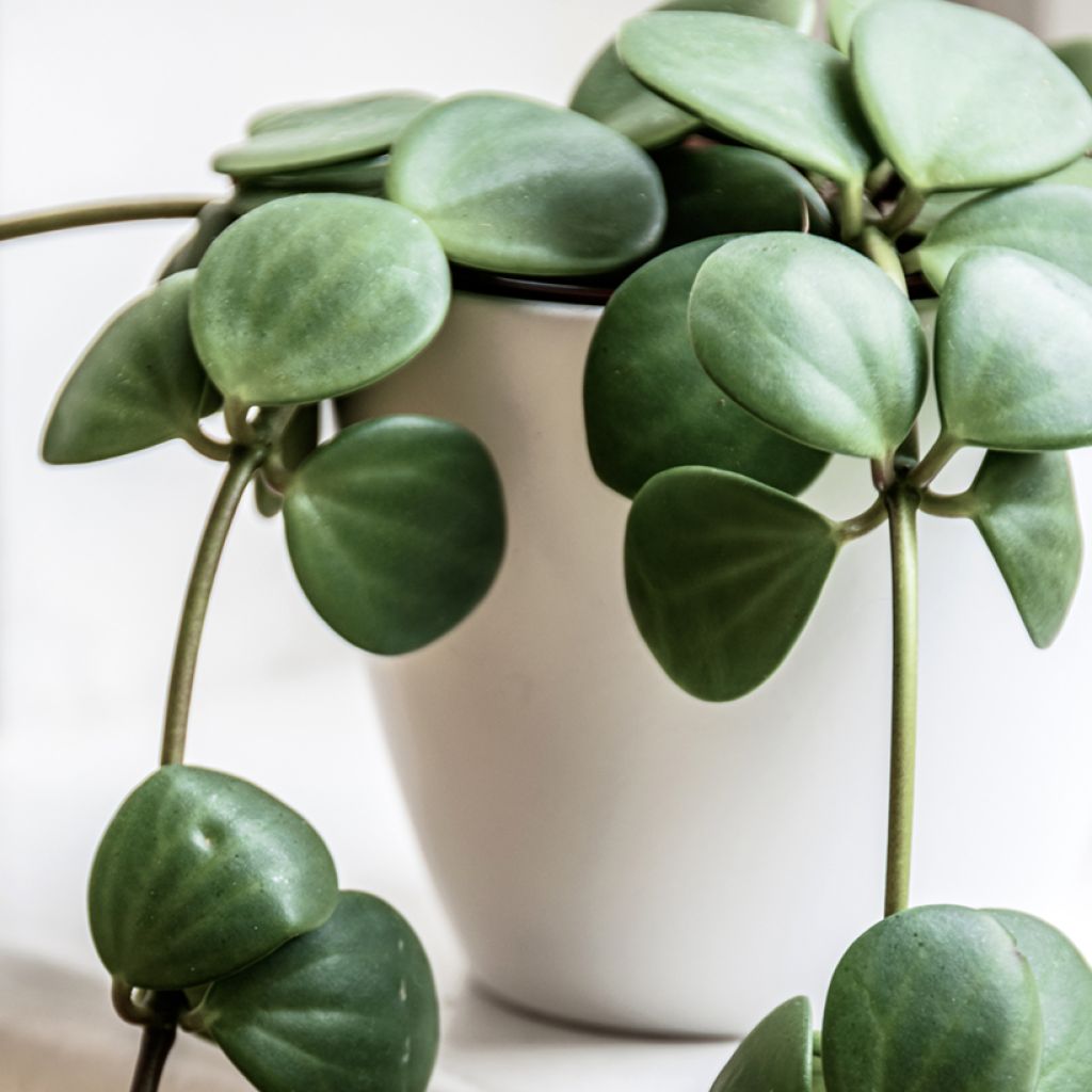 Peperomia rotundifolia - Zwergpfeffer