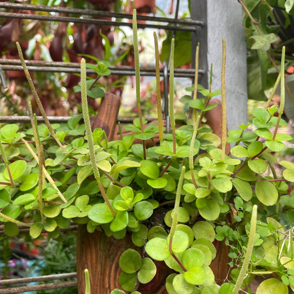 Peperomia rotundifolia - Zwergpfeffer