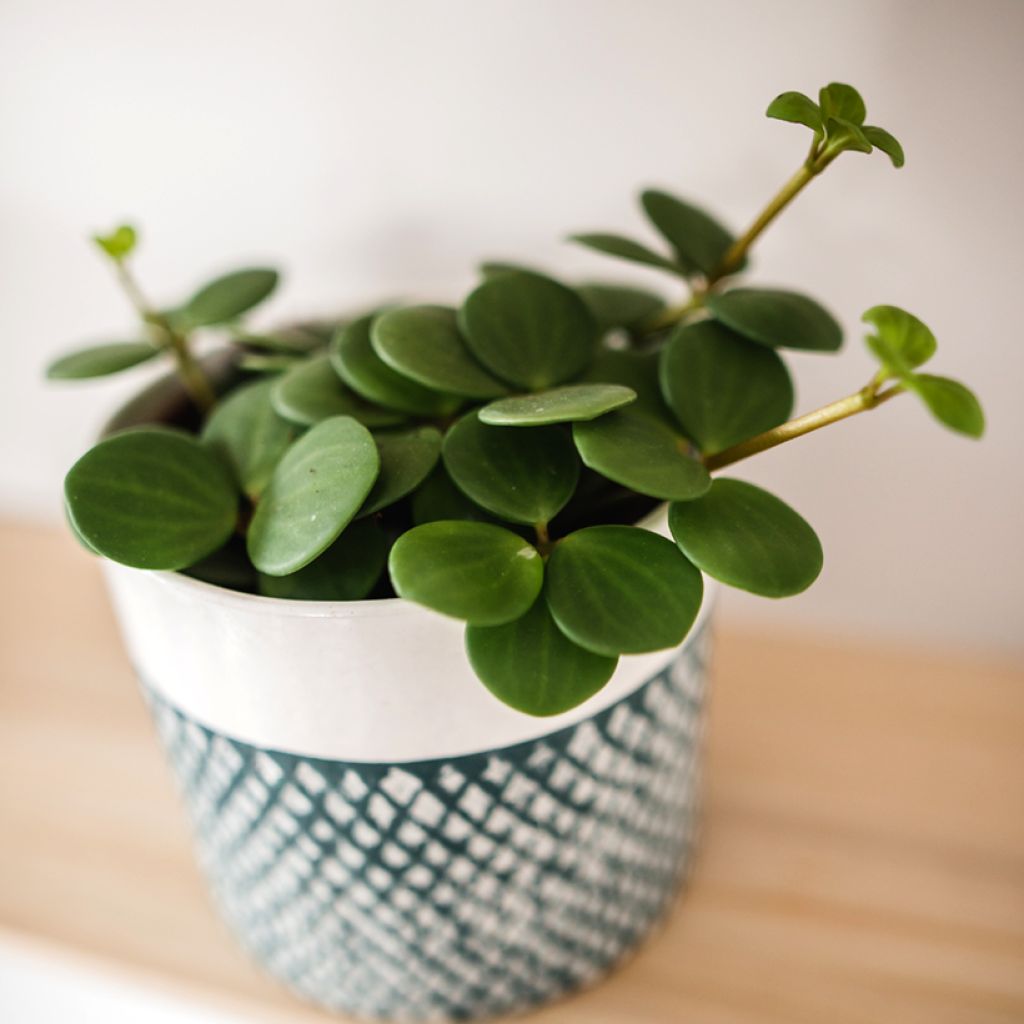 Peperomia rotundifolia - Zwergpfeffer