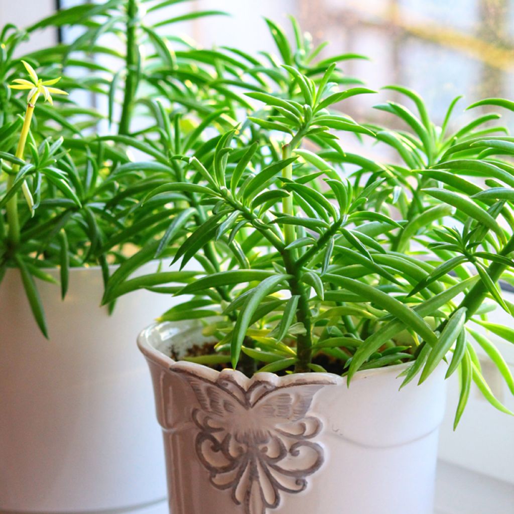 Peperomia Nevada - Zwergpfeffer