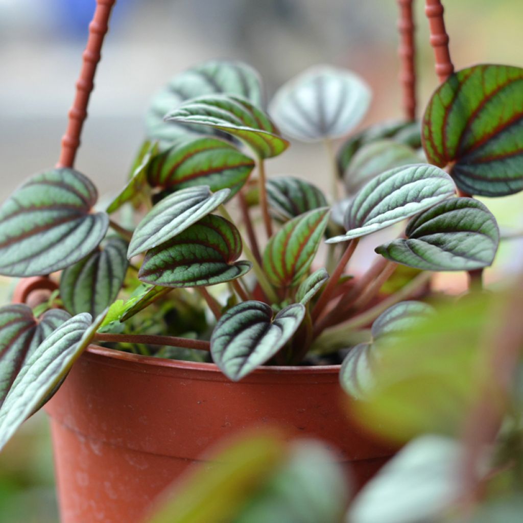 Peperomia albovittata Piccolo Banda - Zwergpfeffer