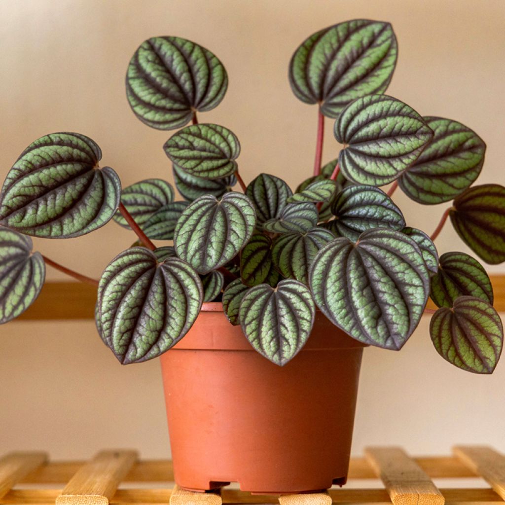 Peperomia albovittata Piccolo Banda - Zwergpfeffer