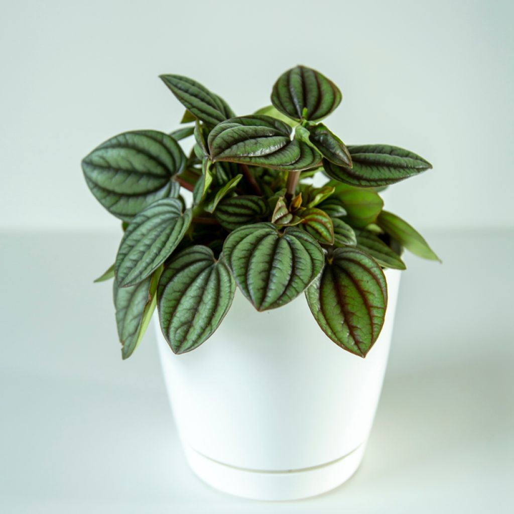 Peperomia albovittata Piccolo Banda - Zwergpfeffer
