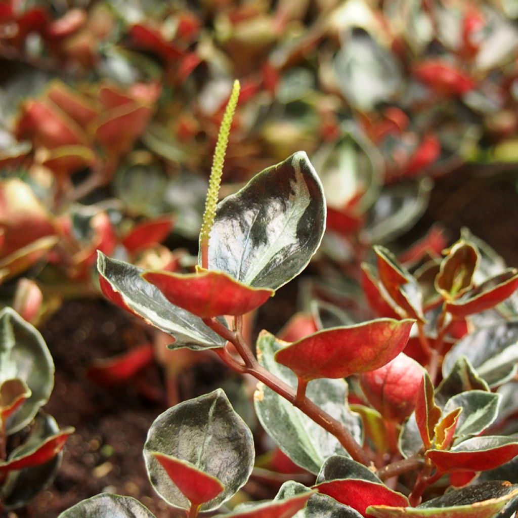 Peperomia metallica Colombiana - Zwergpfeffer