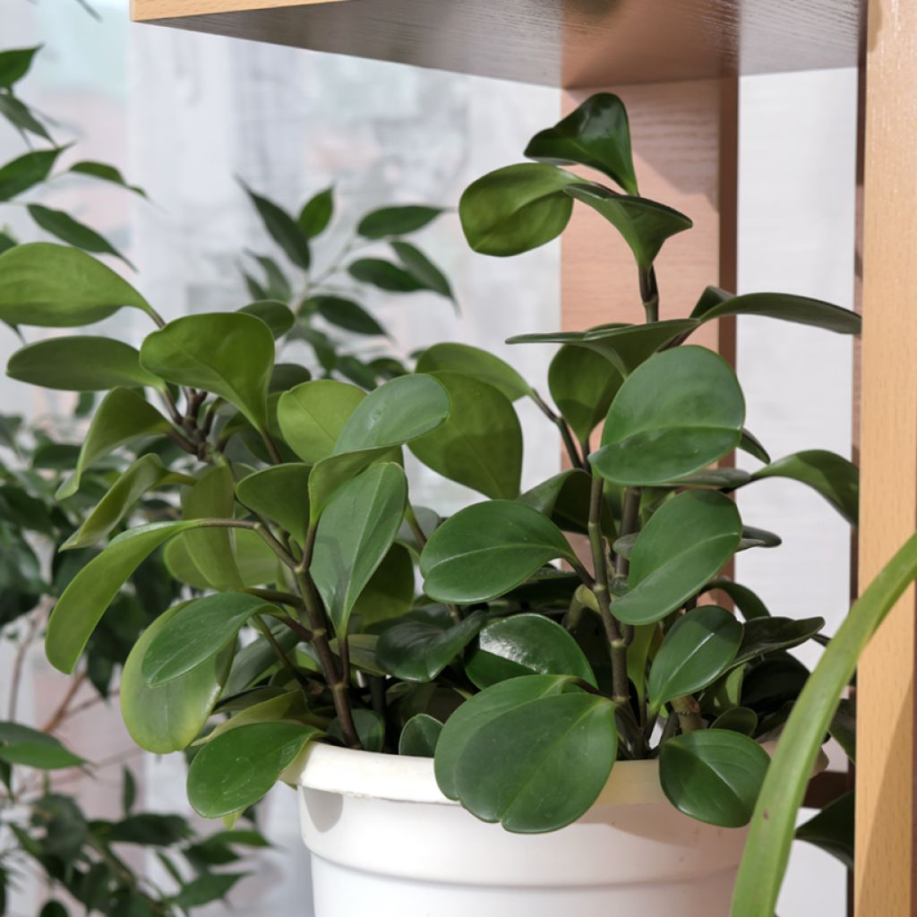 Peperomia obtusifolia Green - Zwergpfeffer