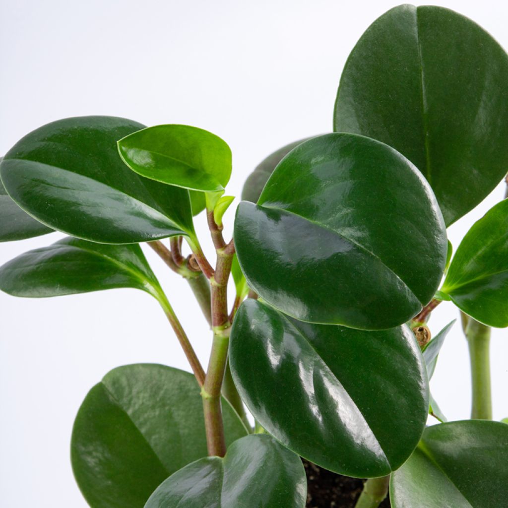 Peperomia obtusifolia Green - Zwergpfeffer