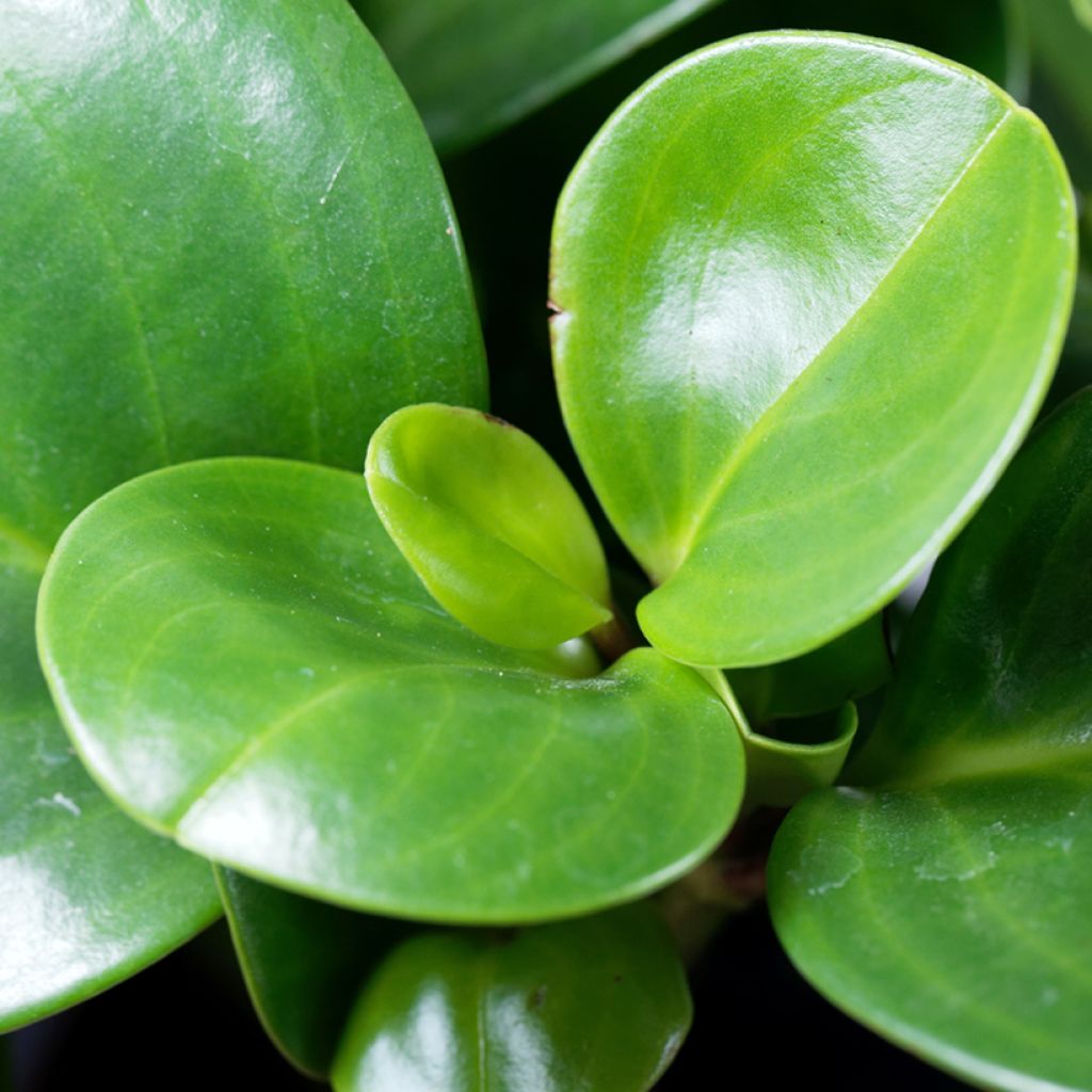 Peperomia obtusifolia Green - Zwergpfeffer