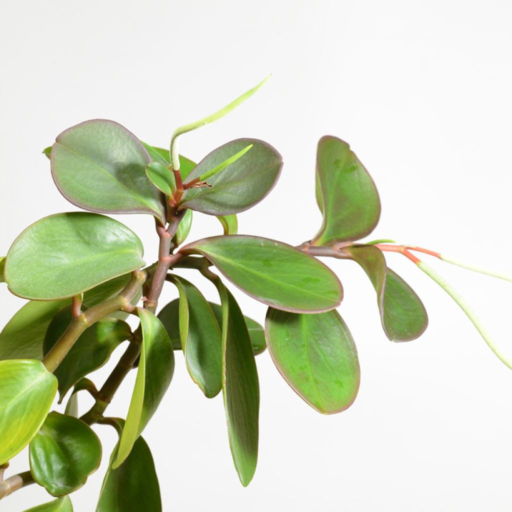 Peperomia obtusifolia Green - Zwergpfeffer