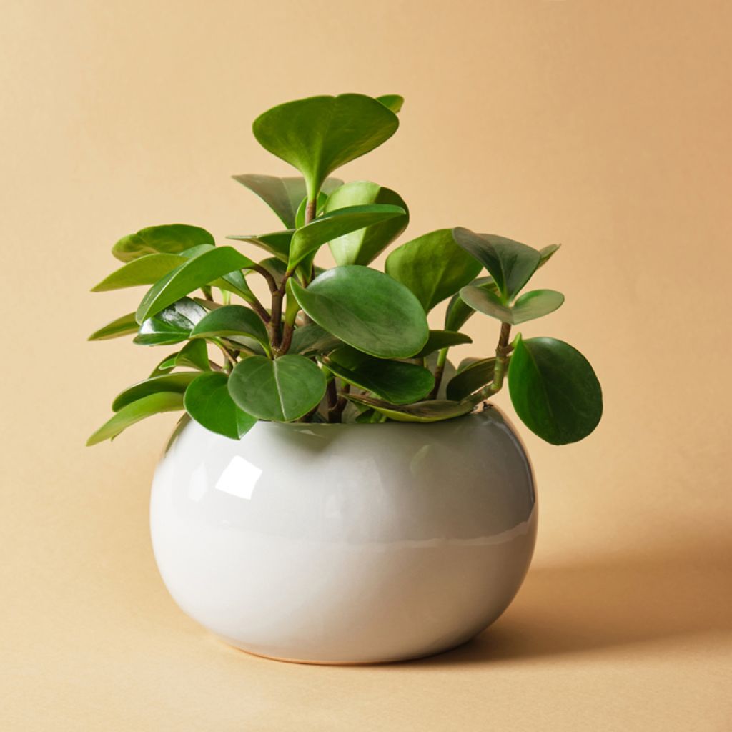 Peperomia obtusifolia Green - Zwergpfeffer