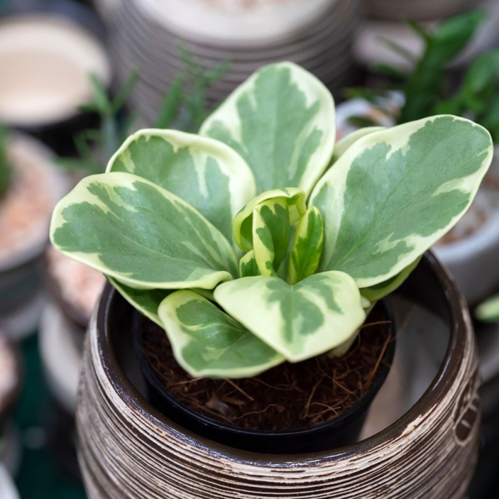 Peperomia obtusifolia USA - Zwergpfeffer