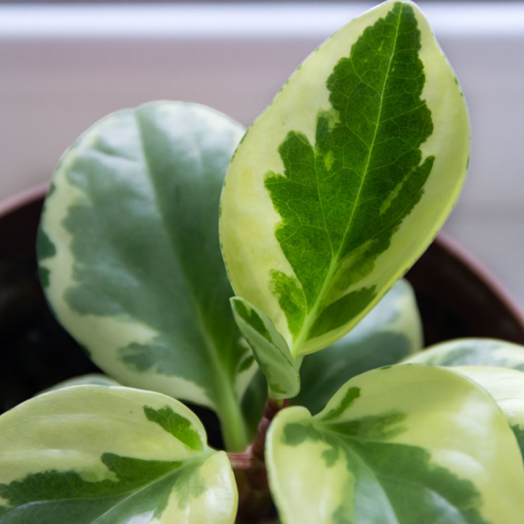 Peperomia obtusifolia USA - Zwergpfeffer
