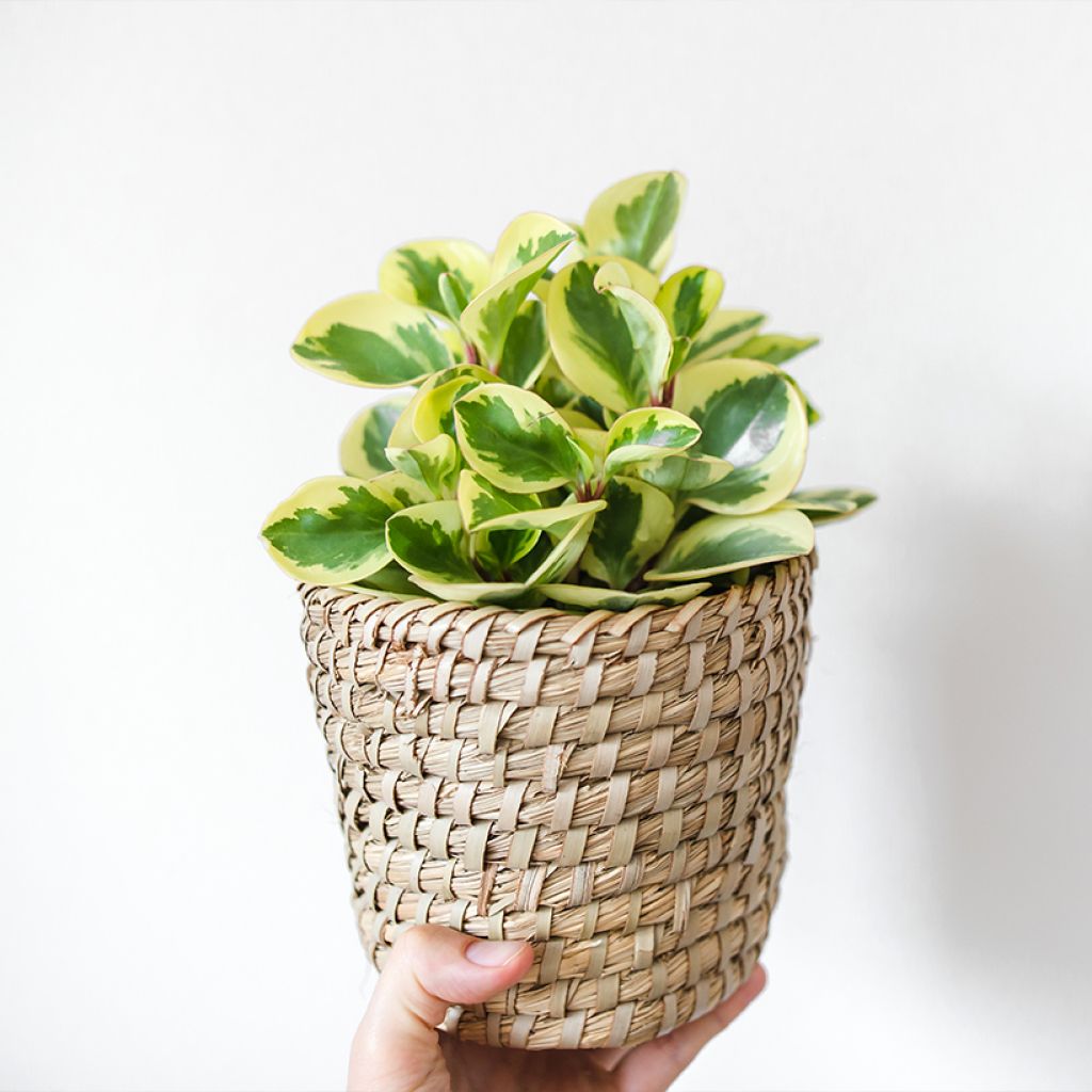 Peperomia obtusifolia USA - Zwergpfeffer