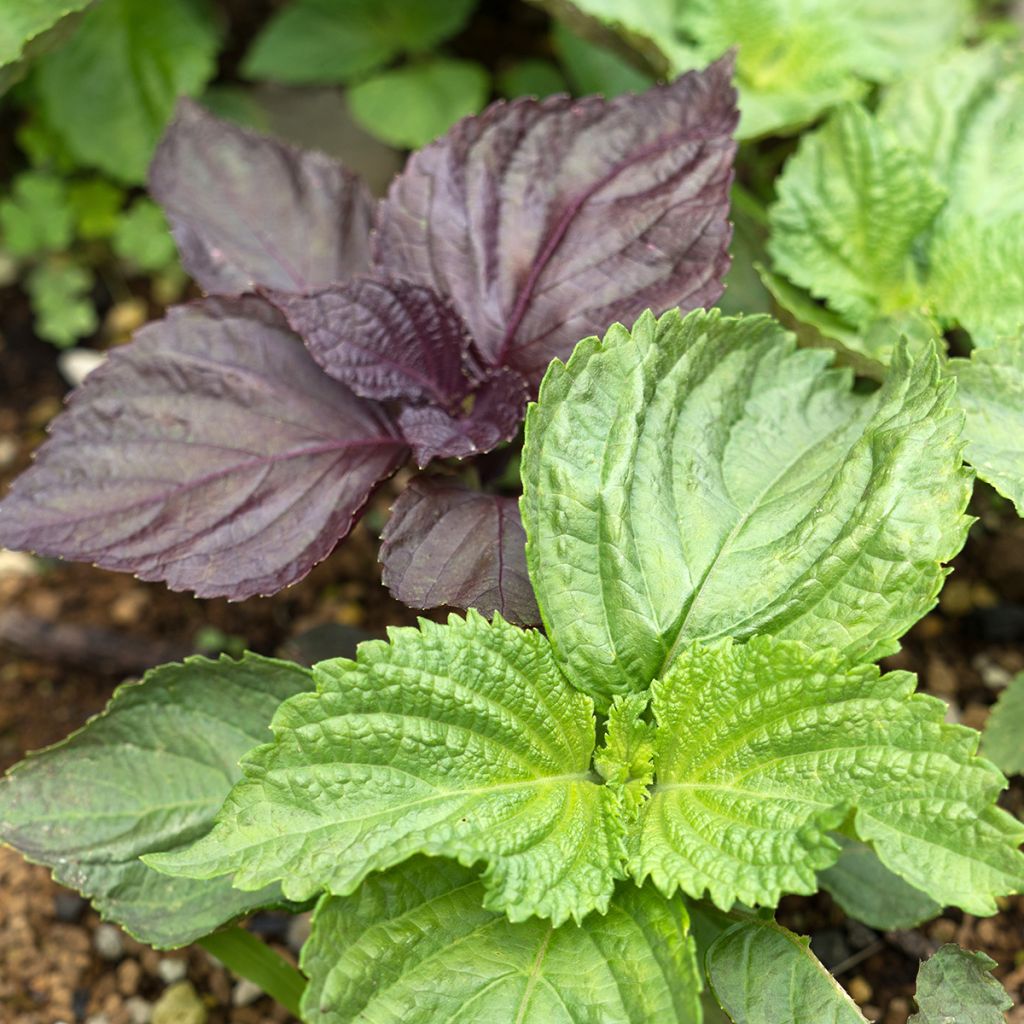 Schwarznessel Vert Shiso (Tia To)