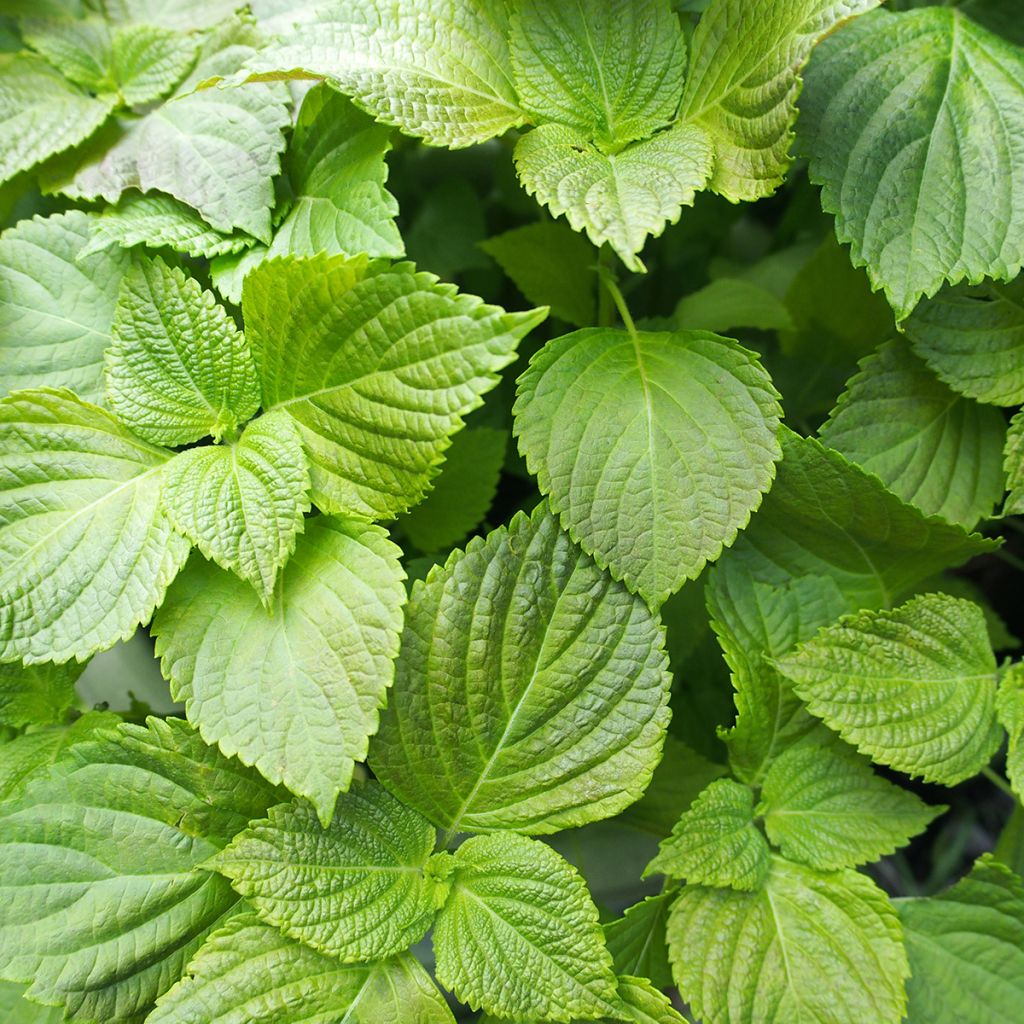 Schwarznessel Vert Shiso (Tia To)