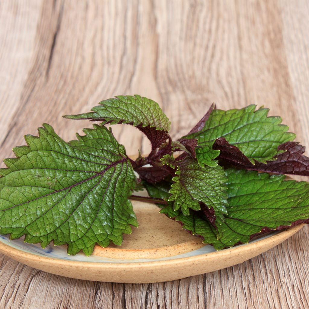 Schwarznessel Vert Shiso (Tia To)