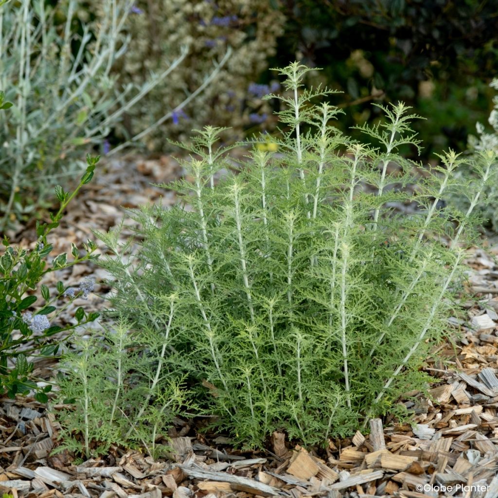 Blauraute Feathery Blue - Perovskia atriplicifolia
