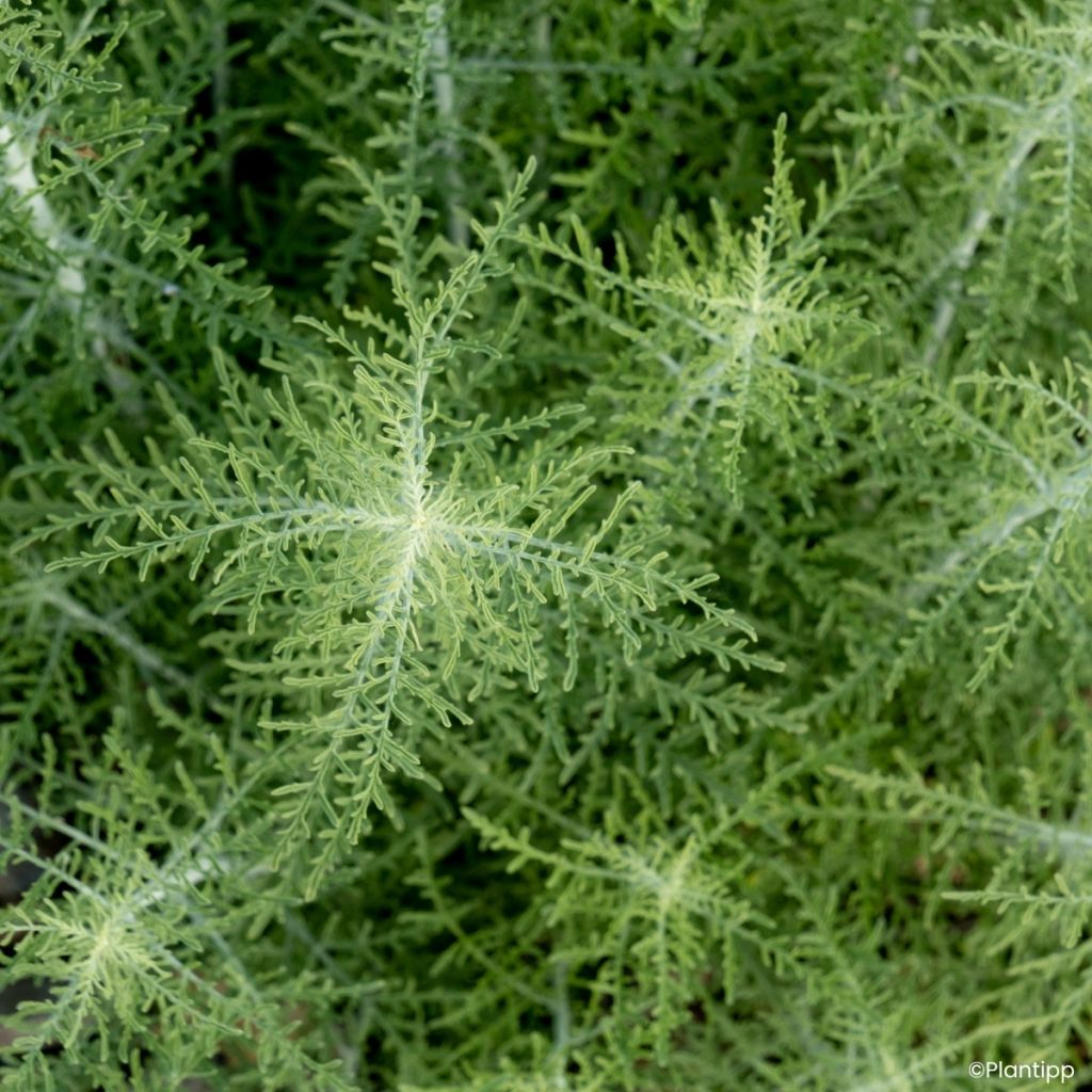 Blauraute Feathery Blue - Perovskia atriplicifolia