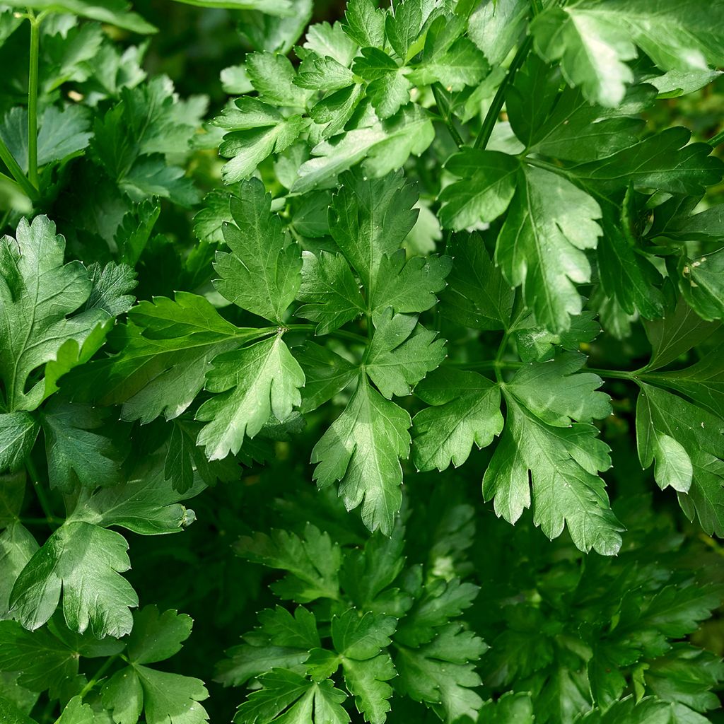 Garten-Petersilie - Petroselinum crispum