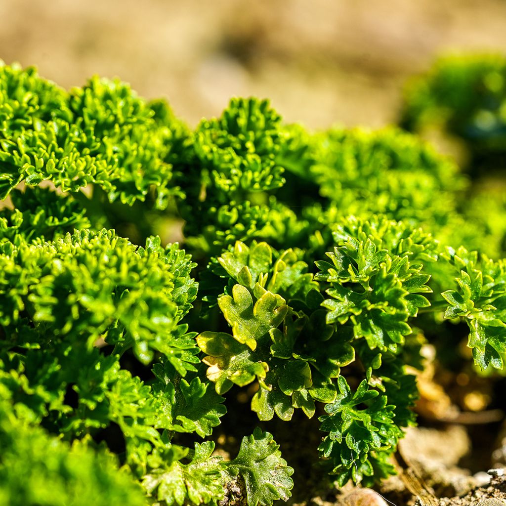 Krause Petersilie Vert foncé - Petroselinum crispum