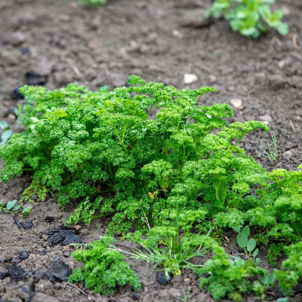 Krause Petersilie Vert foncé - Petroselinum crispum