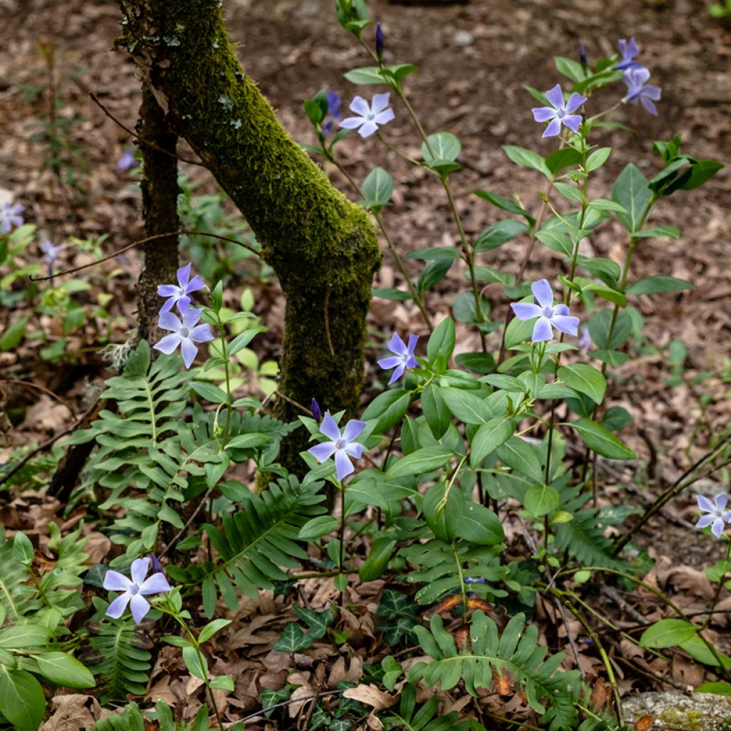 Mittleres Immergrün - Vinca difformis