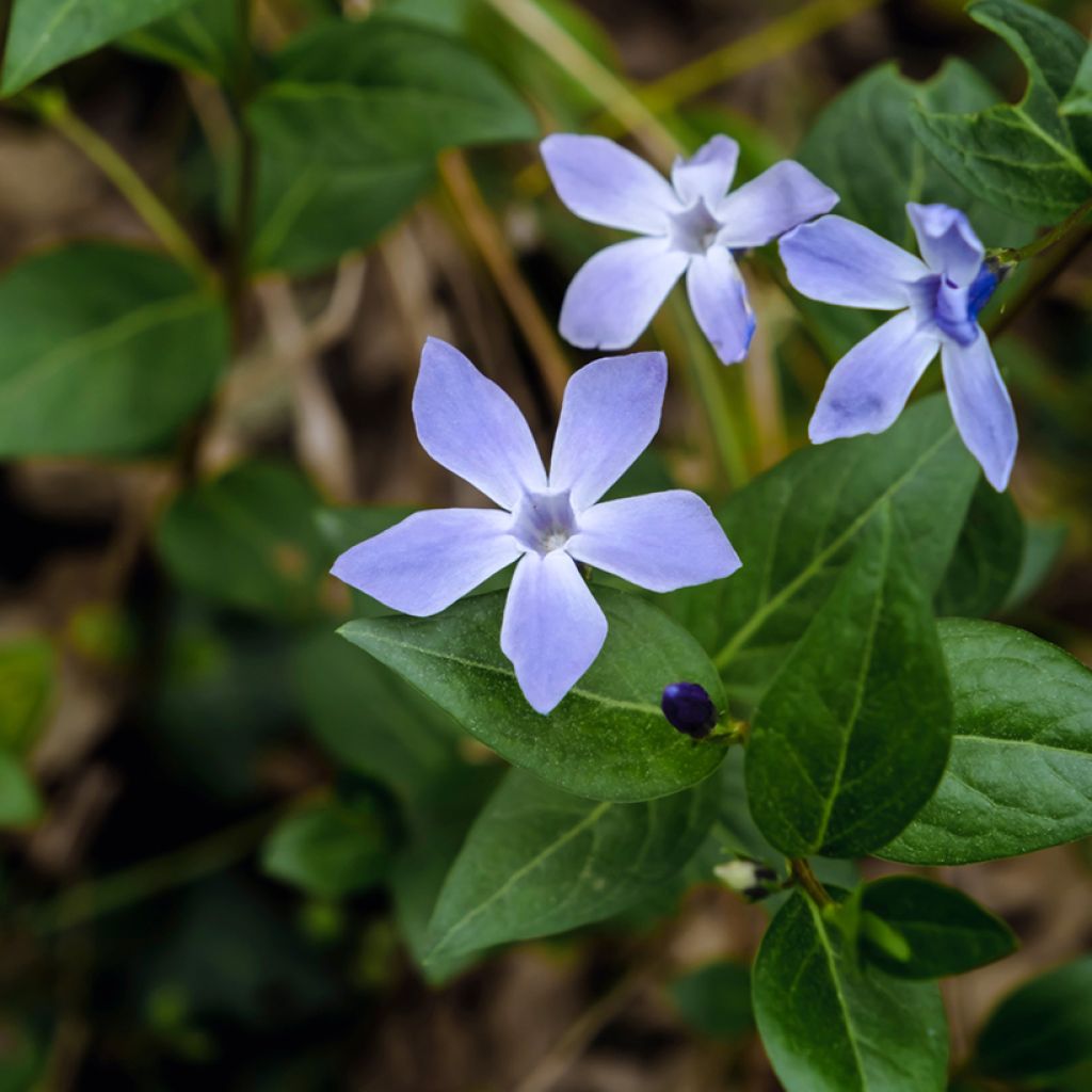 Mittleres Immergrün - Vinca difformis