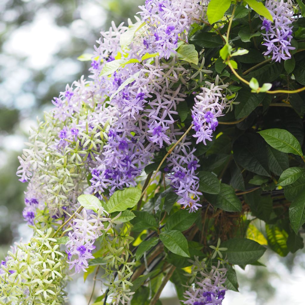 Petrea volubilis - Purpurkranz