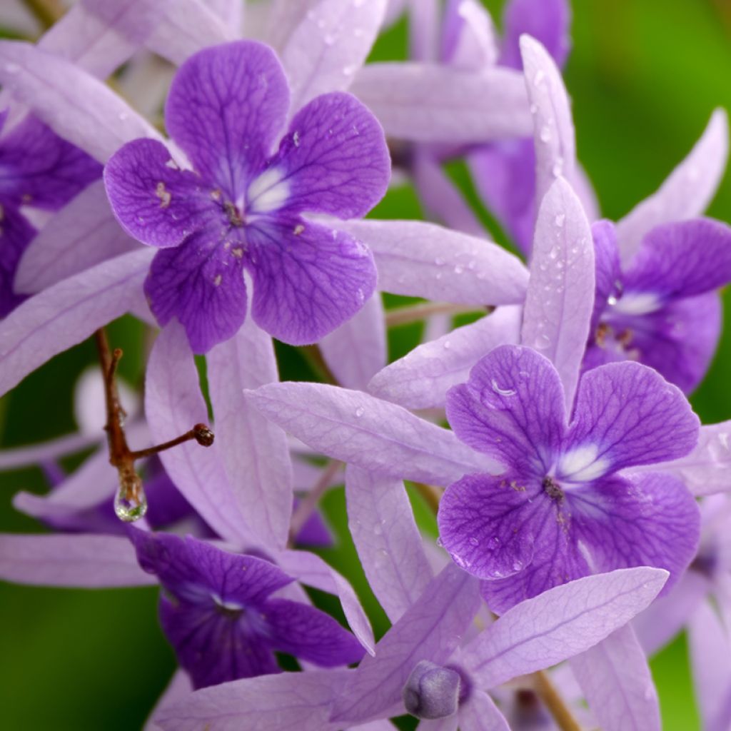 Petrea volubilis - Purpurkranz