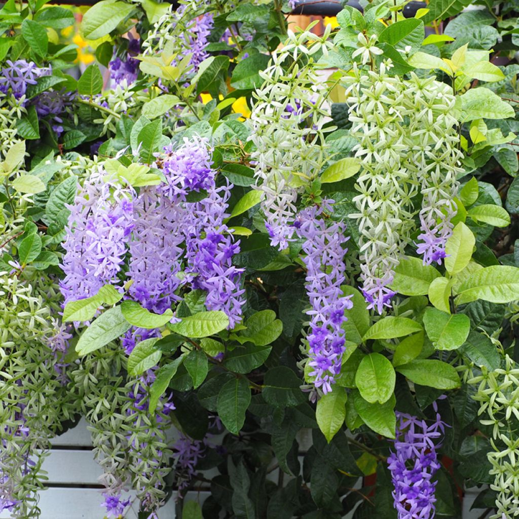 Petrea volubilis - Purpurkranz
